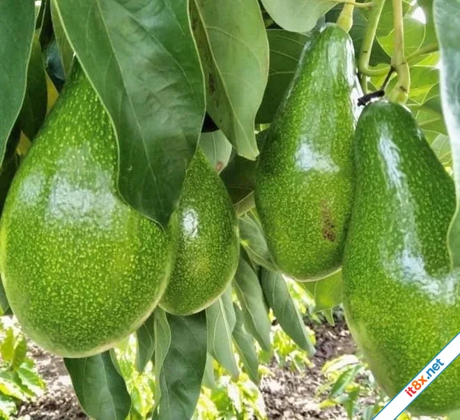 4 thực phẩm quen thuộc có tác dụng làm đẹp da