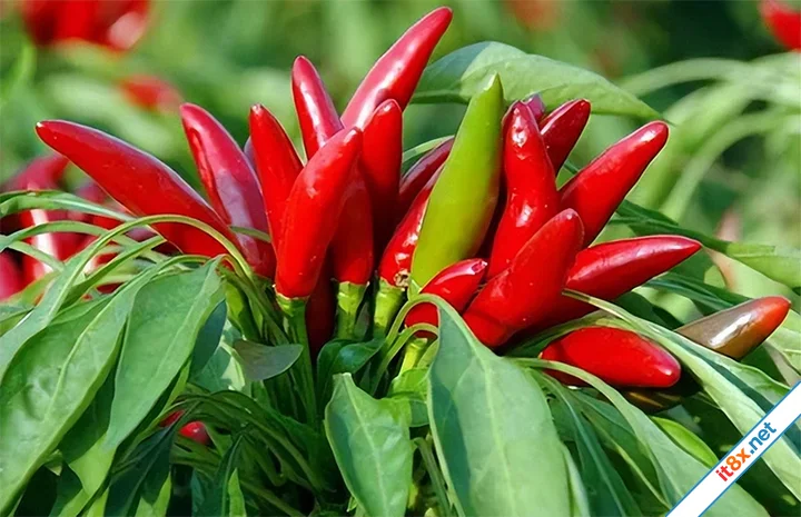 8 lỗi khiến bạn trồng ớt mãi không có quả, cây còi cọc