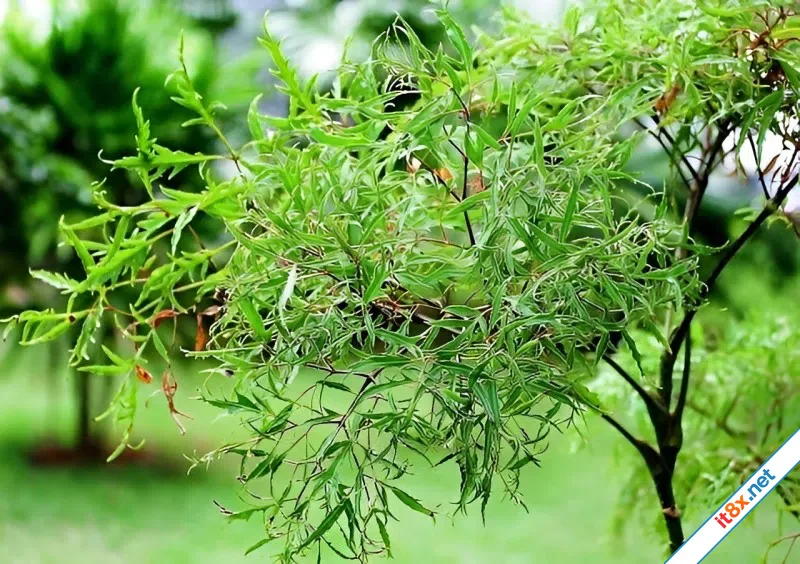 Bài thuốc chữa bệnh từ cây đinh lăng