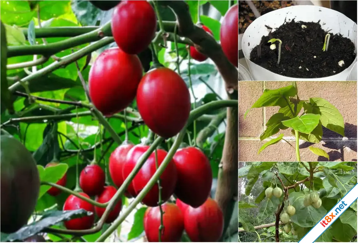17 thực phẩm tốt cho người huyết áp cao