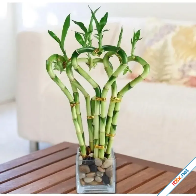4 cây cảnh thanh lọc không khí, hút tài lộc năm mới