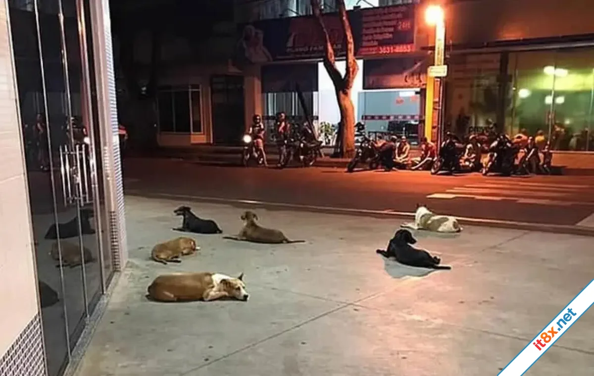 6 chú chó chạy theo xe cứu thương, chờ chủ trước bệnh viện