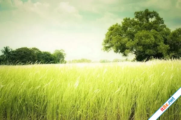 Đồng cỏ may