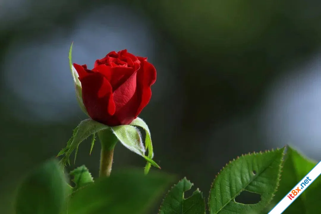 Năm loại hàng hóa không nên mua qua mạng