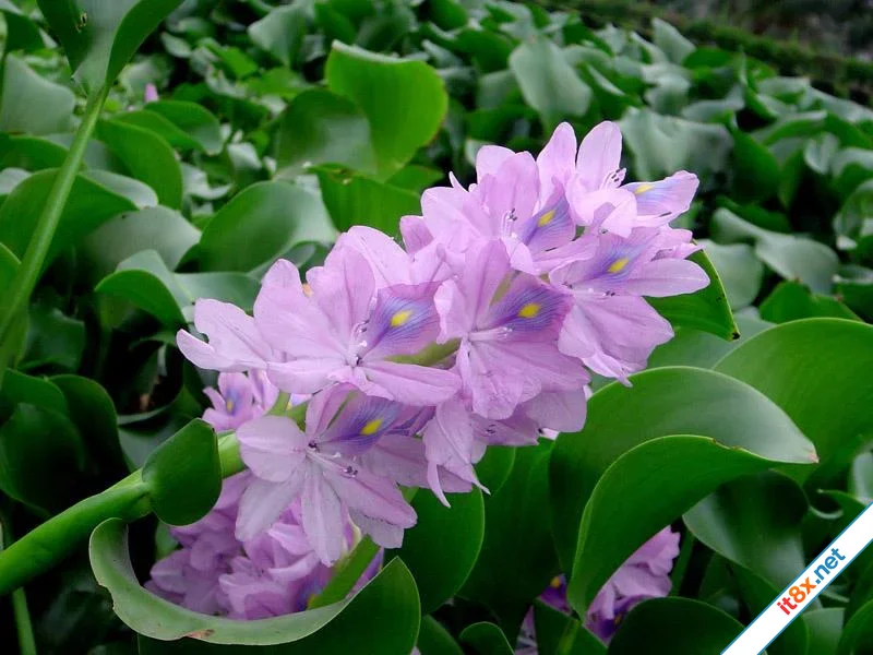 Vẫn yêu màu tím hoa lục bình