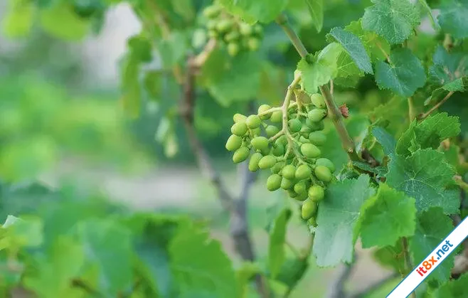Lá nho, siêu thực phẩm bị lãng quên trong bữa ăn hàng ngày