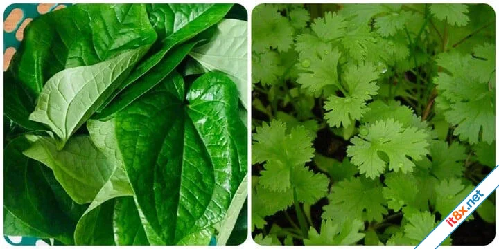 6 loại rau thơm tốt cho sức khoẻ nên ăn thường xuyên