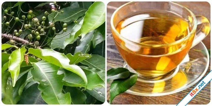 Lợi ích khi uống nước lá vối hàng ngày không phải ai cũng biết