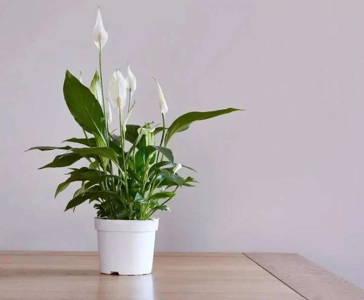 Những loại cây trồng phòng tắm giúp hút ẩm và thanh lọc không khí hiệu quả nhất-1.webp