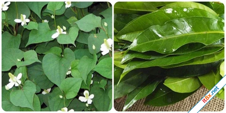 5 loại cây nấu nước uống tốt cho sức khoẻ
