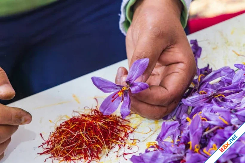 Saffron - nhụy hoa nghệ tây có lợi ích sức khỏe gì mà đắt như vàng?