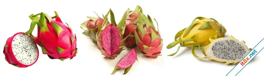 Lợi ích sức khỏe từ quả thanh long