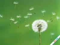 Cổ tích về Bồ Công Anh