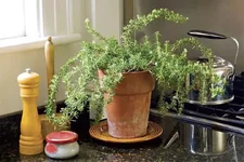 Tại sao cây hương thảo trồng trong nhà nhanh chết? 5 sai lầm phổ biến cần tránh ngay