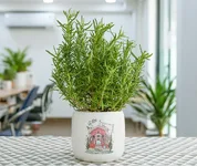 Tại sao cây hương thảo trồng trong nhà nhanh chết? 5 sai lầm phổ biến cần tránh ngay