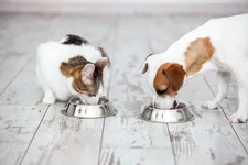Chó và mèo loài nào sống lâu hơn: giải mã tuổi thọ thú cưng