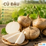 Củ đậu: Thần dược bình dân giúp bảo vệ và nuôi dưỡng lá gan khỏe mạnh